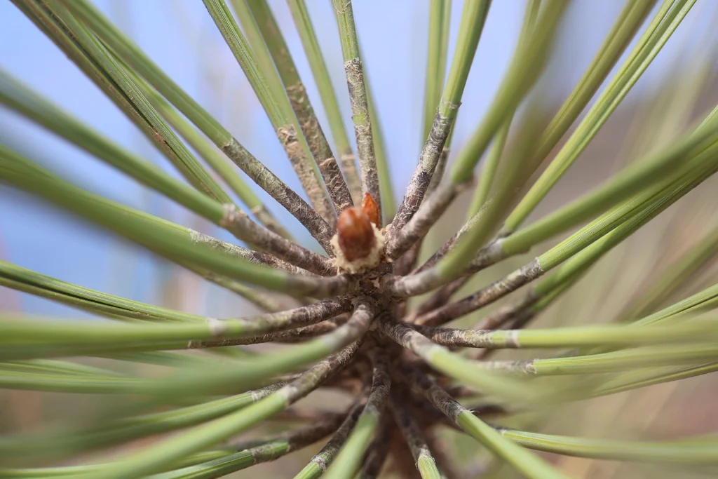 Pinus Torreyana