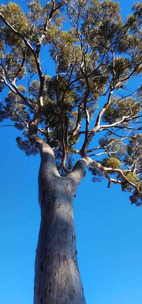 Eucalyptus Salmonophloia