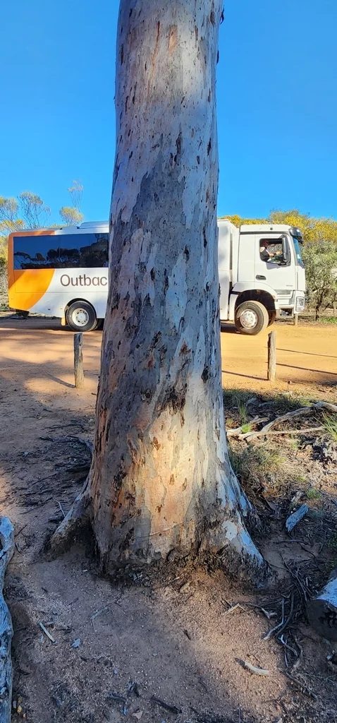 Eucalyptus Salmonophloia
