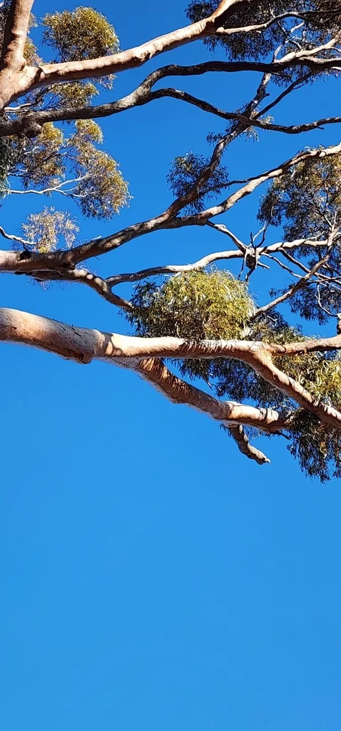 Eucalyptus Salmonophloia