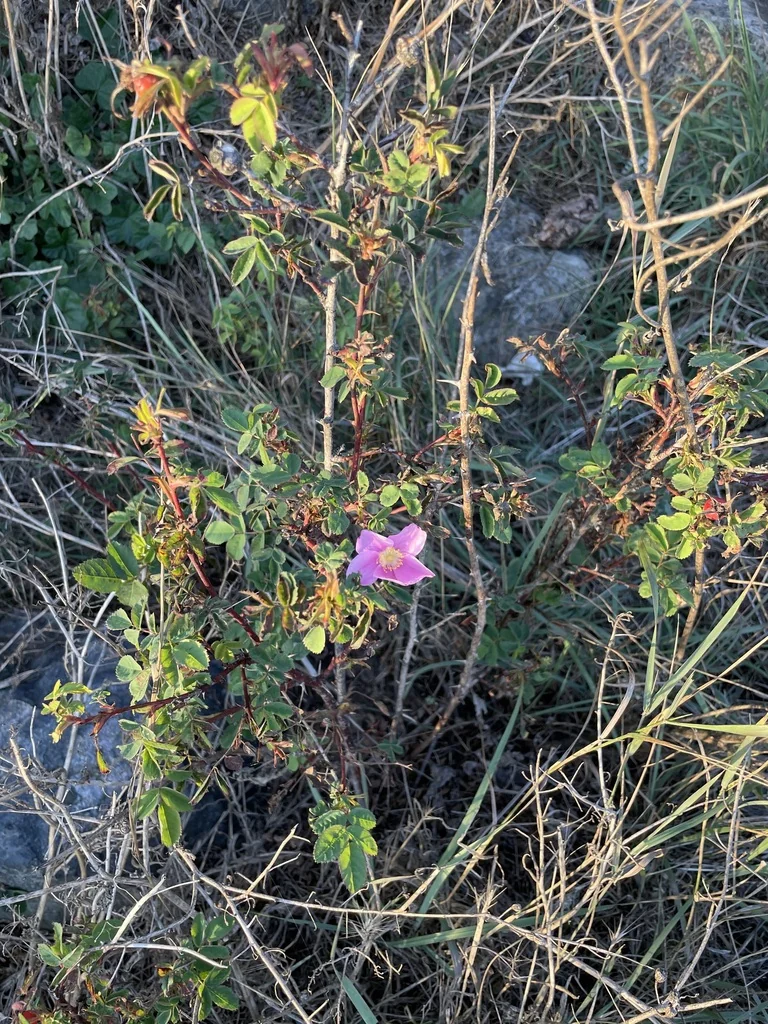 Rosa Nutkana