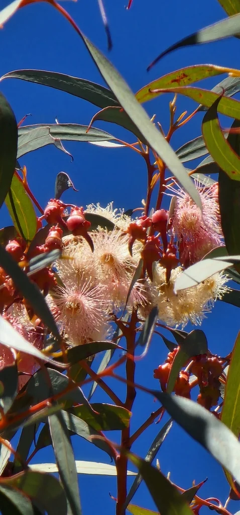 Eucalyptus Torquata