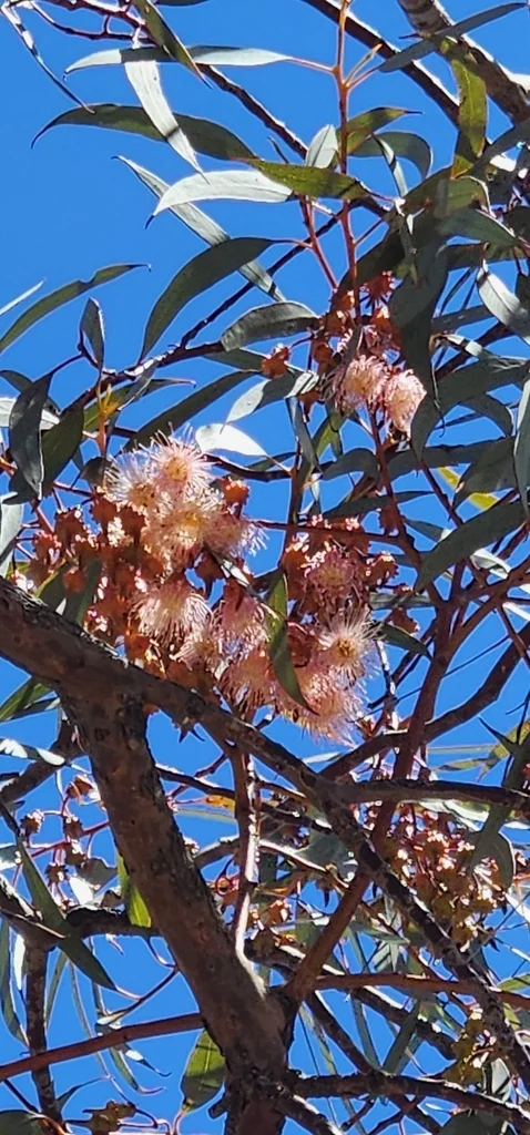Eucalyptus Torquata