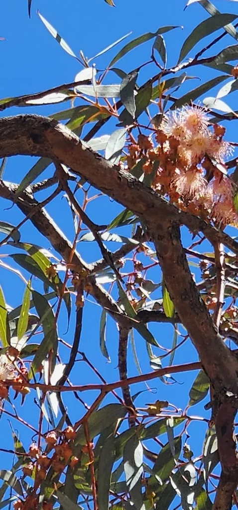 Eucalyptus Torquata