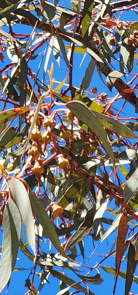 Eucalyptus Torquata