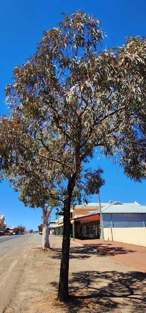 Eucalyptus Torquata