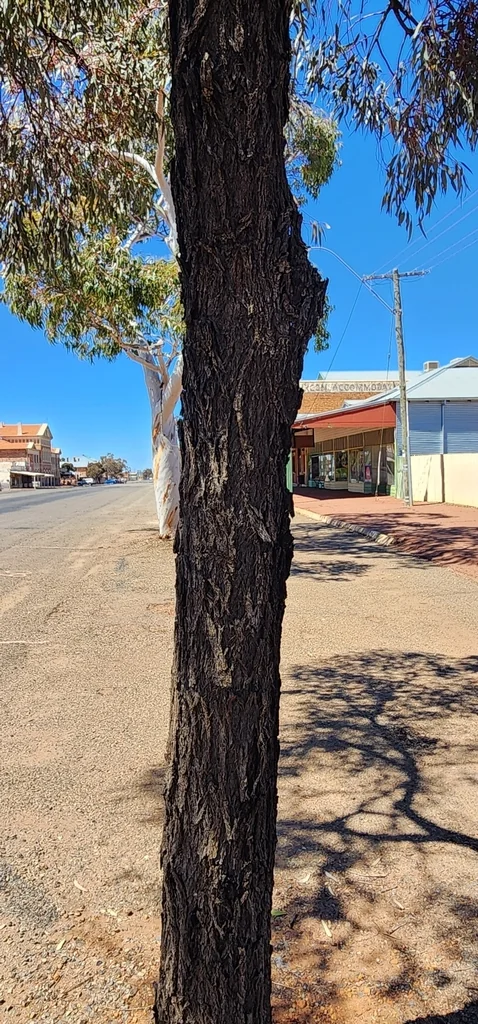 Eucalyptus Torquata