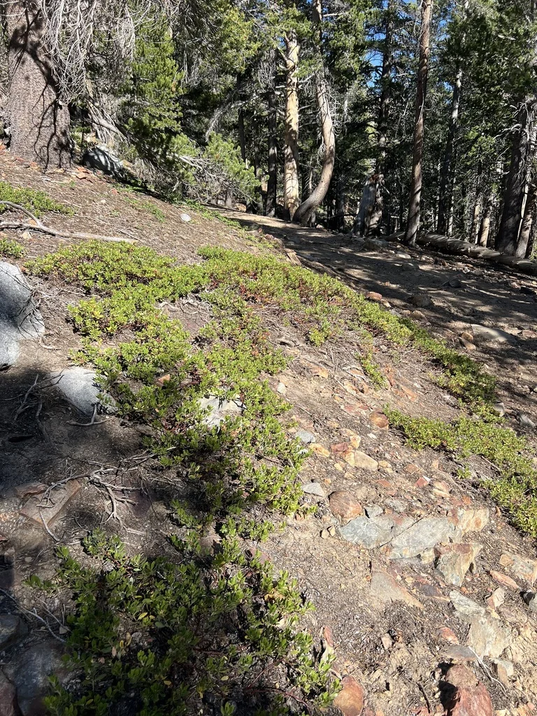 Arctostaphylos Nevadensis