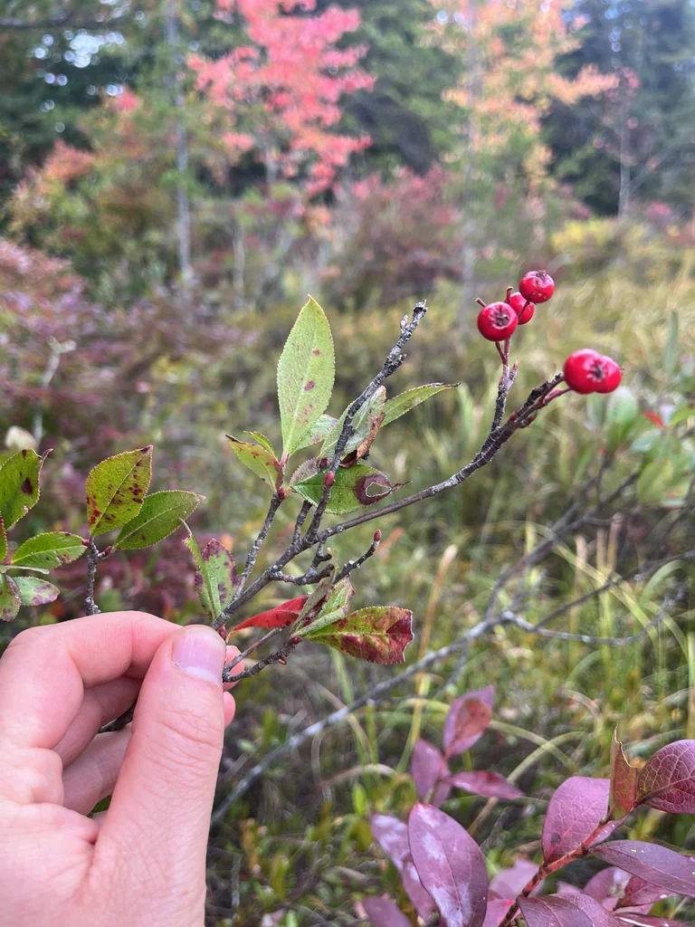 Aronia Arbutifolia