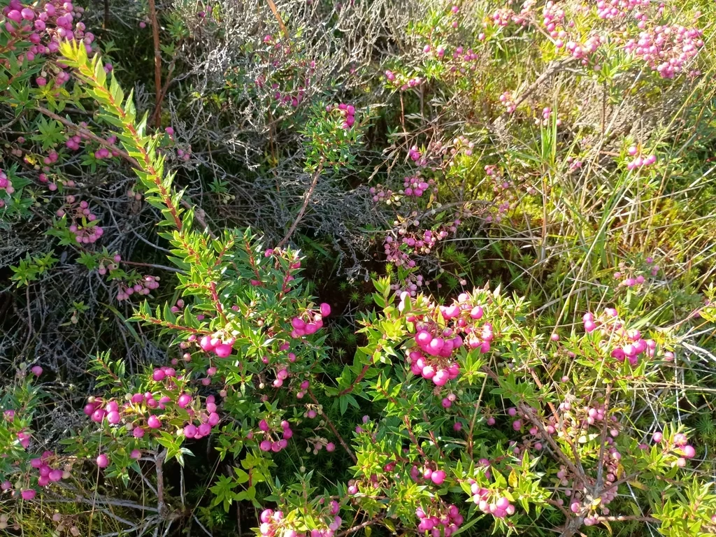 Gaultheria Mucronata