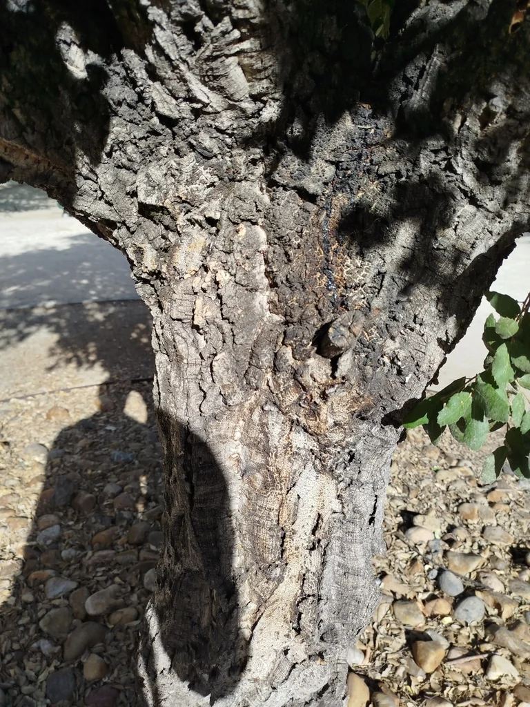 Quercus Suber