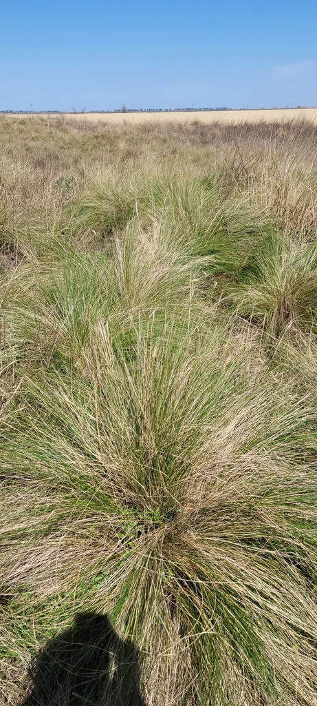 Stipa Ichu