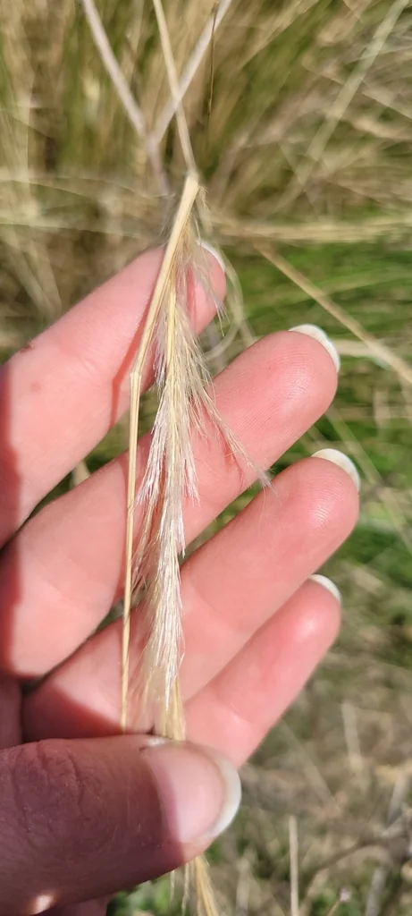 Stipa Ichu