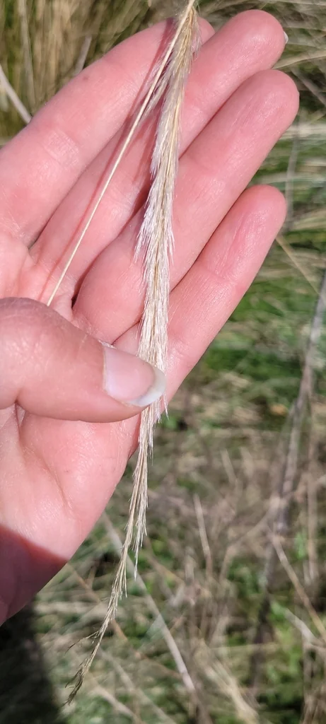 Stipa Ichu