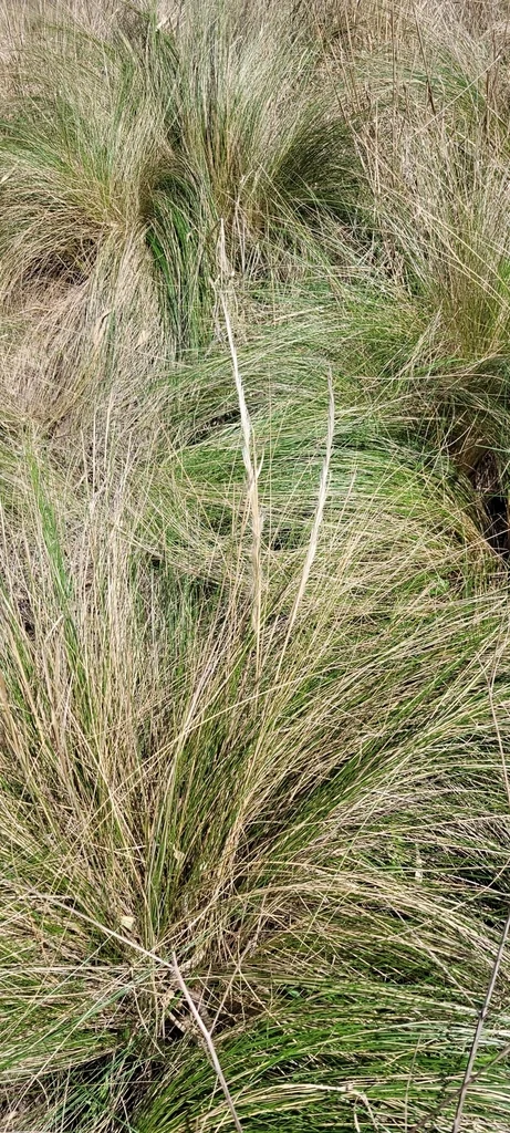 Stipa Ichu