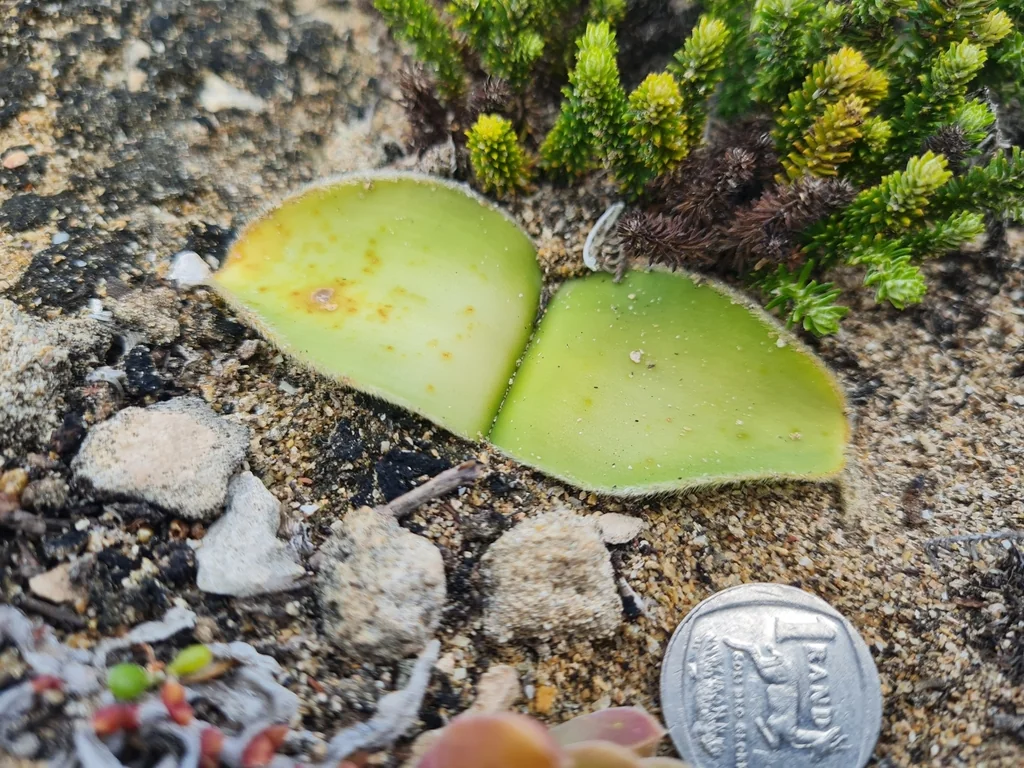 Haemanthus Albiflos