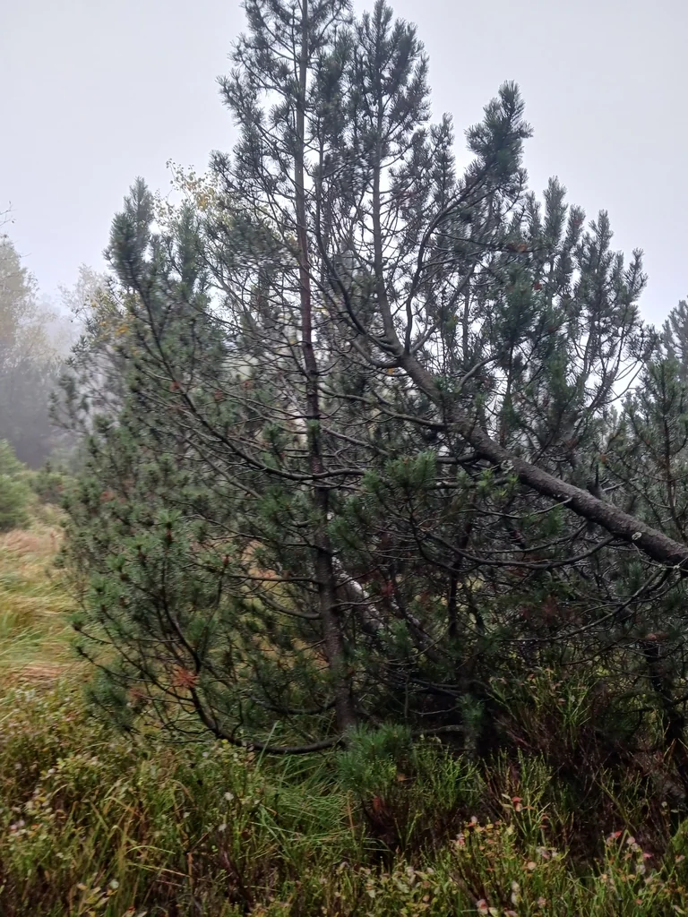 Pinus Mugo Mugo