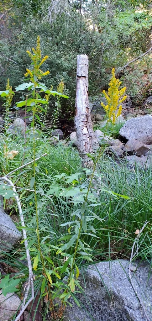 Solidago Canadensis Ssp. Elongata