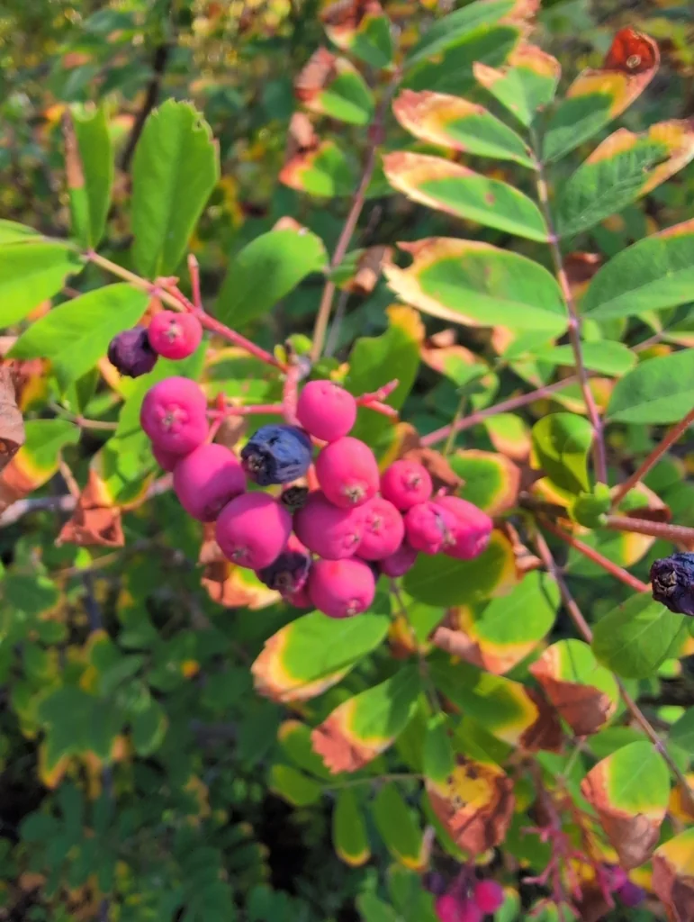 Sorbus Sitchensis