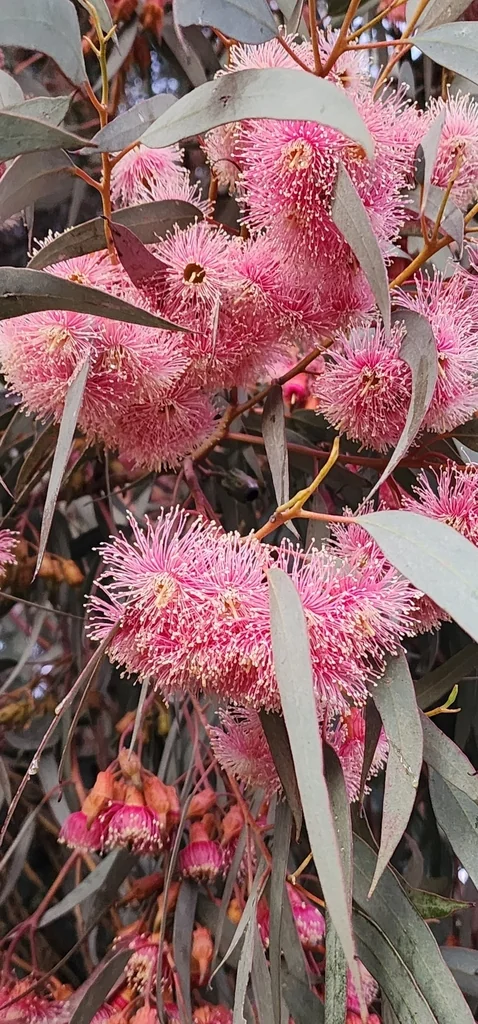 Eucalyptus Torquata