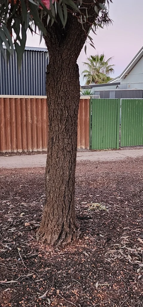 Eucalyptus Torquata