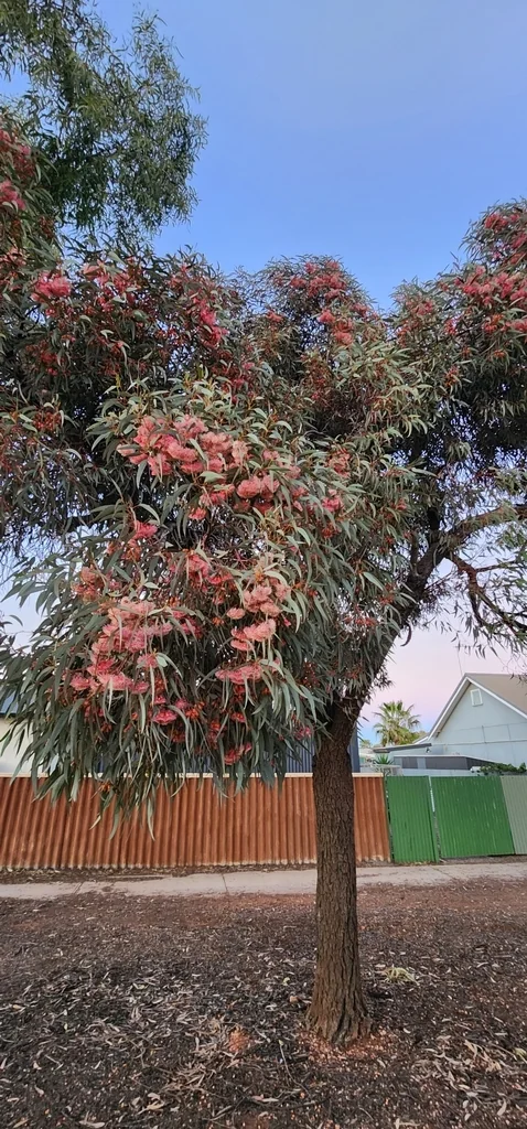 Eucalyptus Torquata
