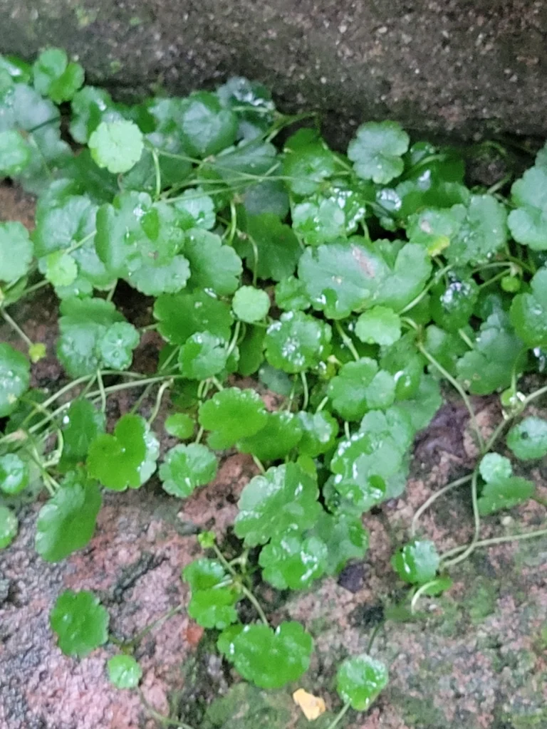 Hydrocotyle Sibthorpioides