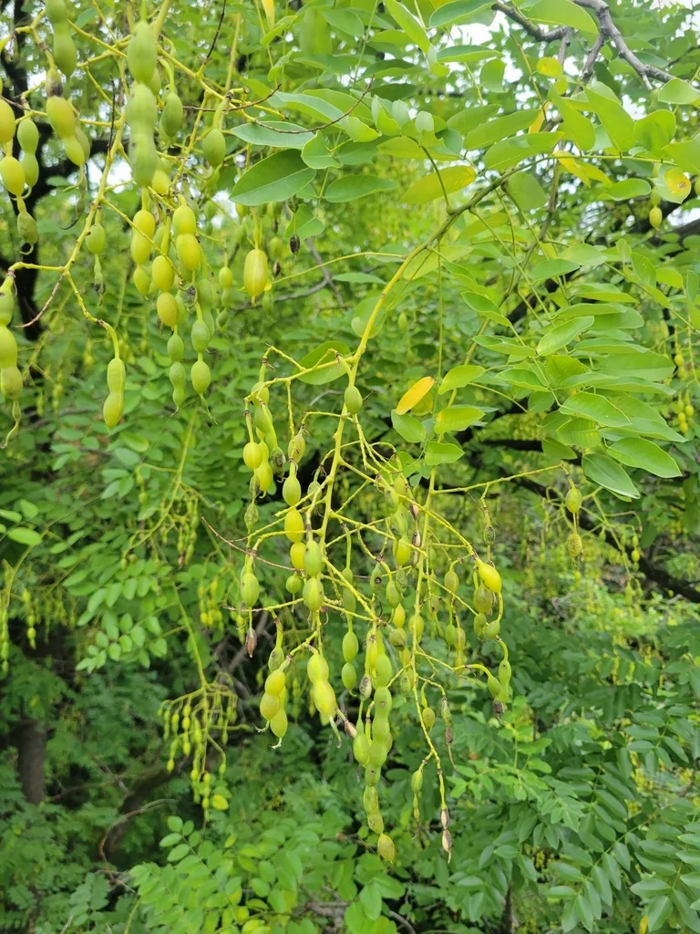Styphnolobium Japonicum