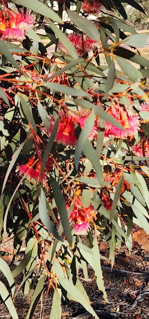 Eucalyptus Torquata