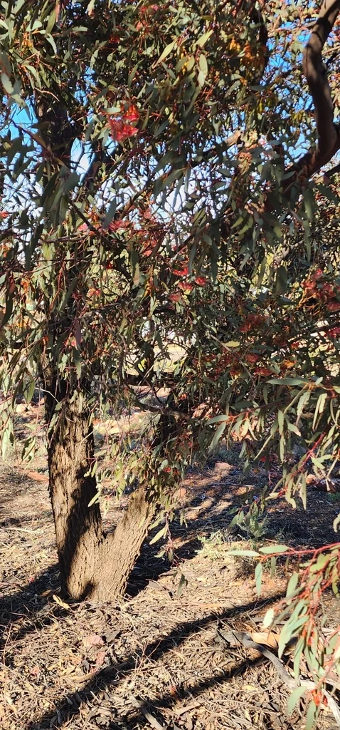 Eucalyptus Torquata