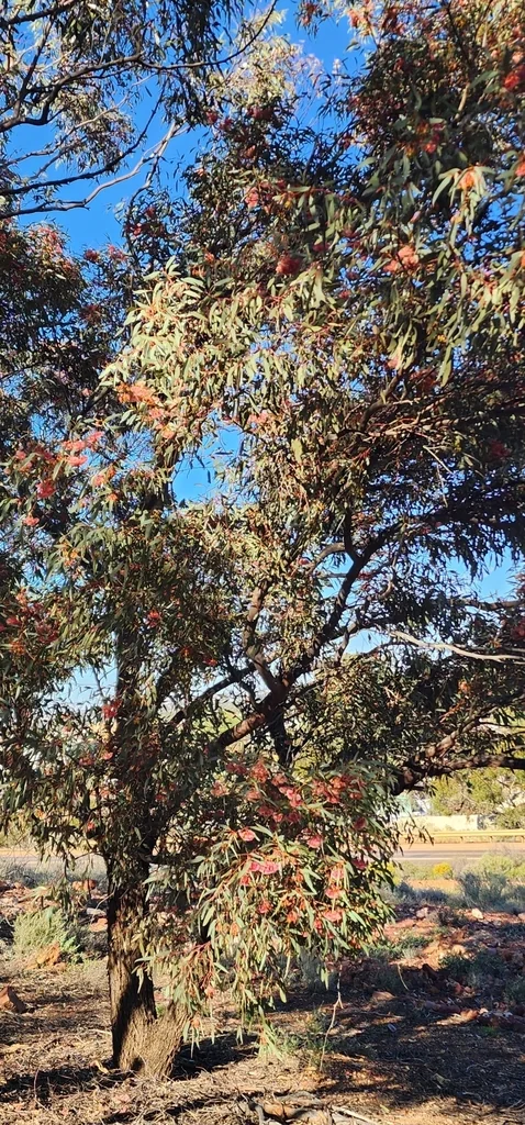Eucalyptus Torquata