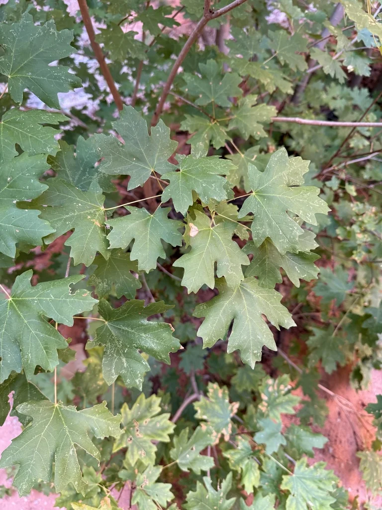 Acer Grandidentatum