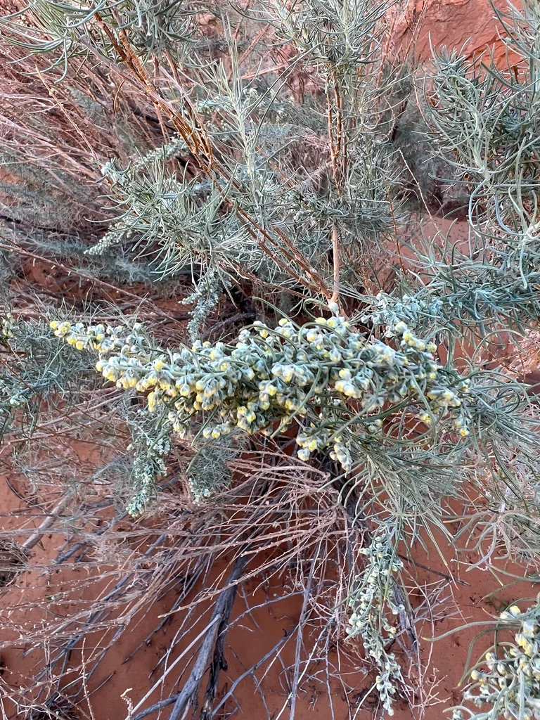 Artemisia Filifolia