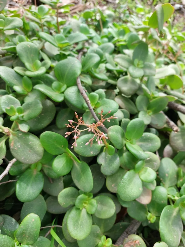 Crassula Multicava