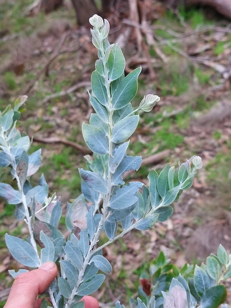 Acacia Podalyriifolia