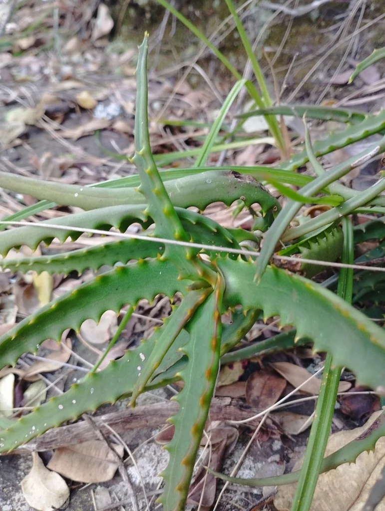 Aloe Arborescens