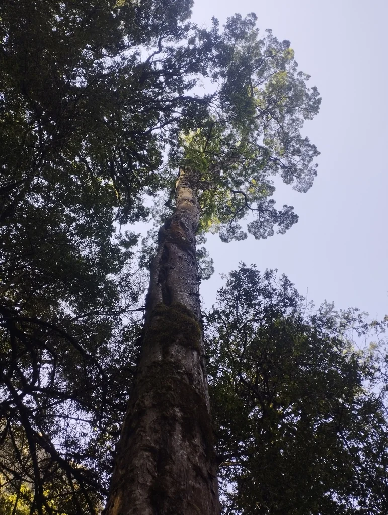 Afrocarpus Falcatus