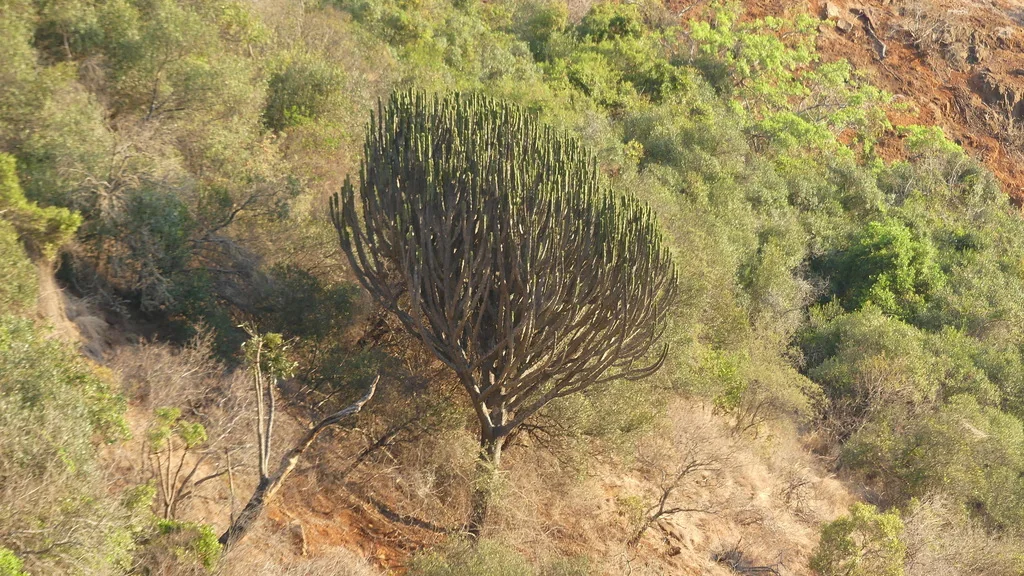 Euphorbia Ingens