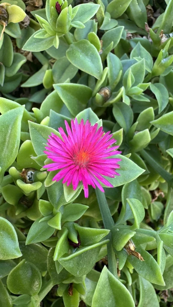 Aptenia cordifolia