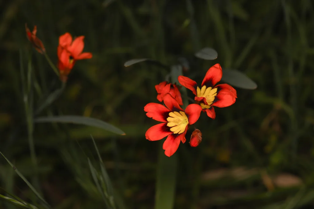Sparaxis Tricolor