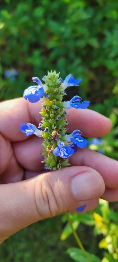 Salvia Uliginosa