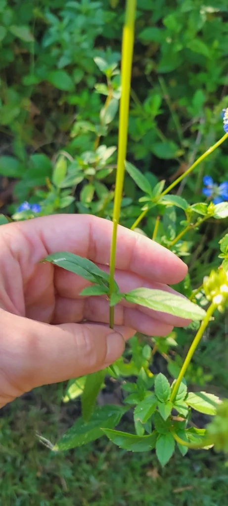 Salvia Uliginosa