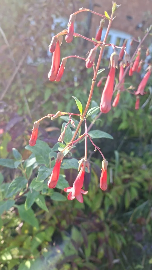 Phygelius Capensis