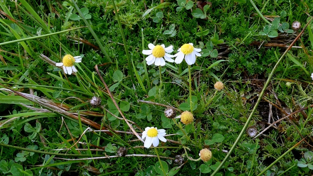 Chamaemelum Nobile