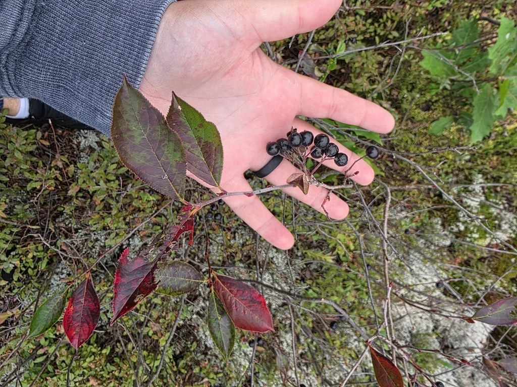 Aronia melanocarpa