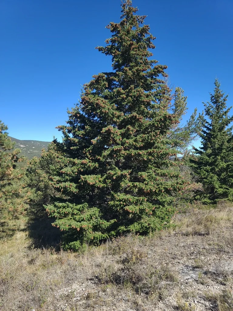 Picea engelmannii