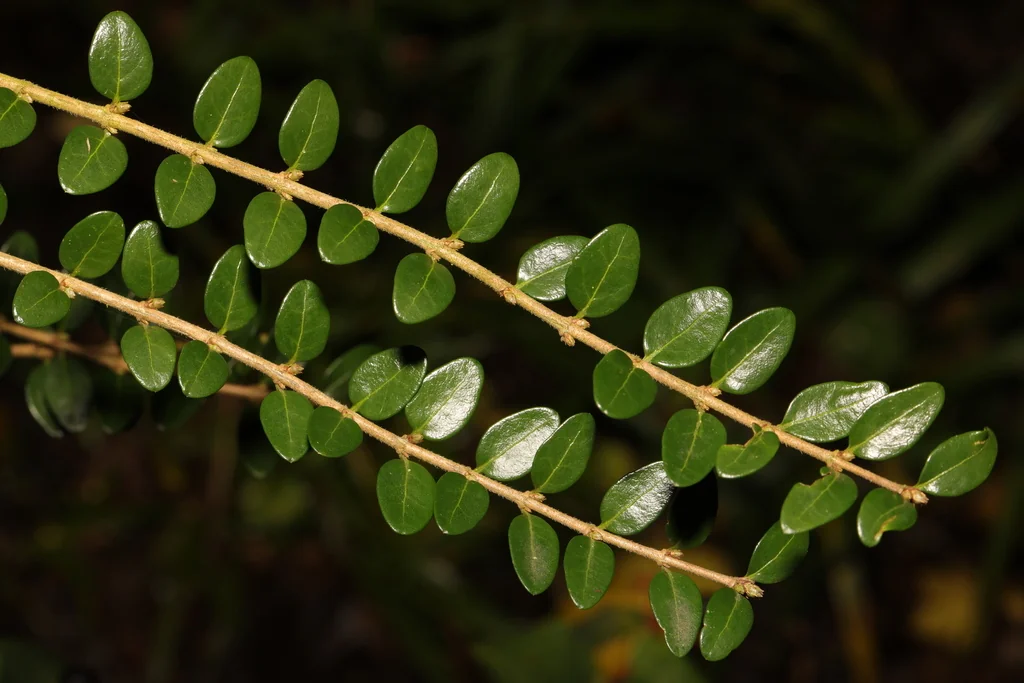 Lonicera Nitida