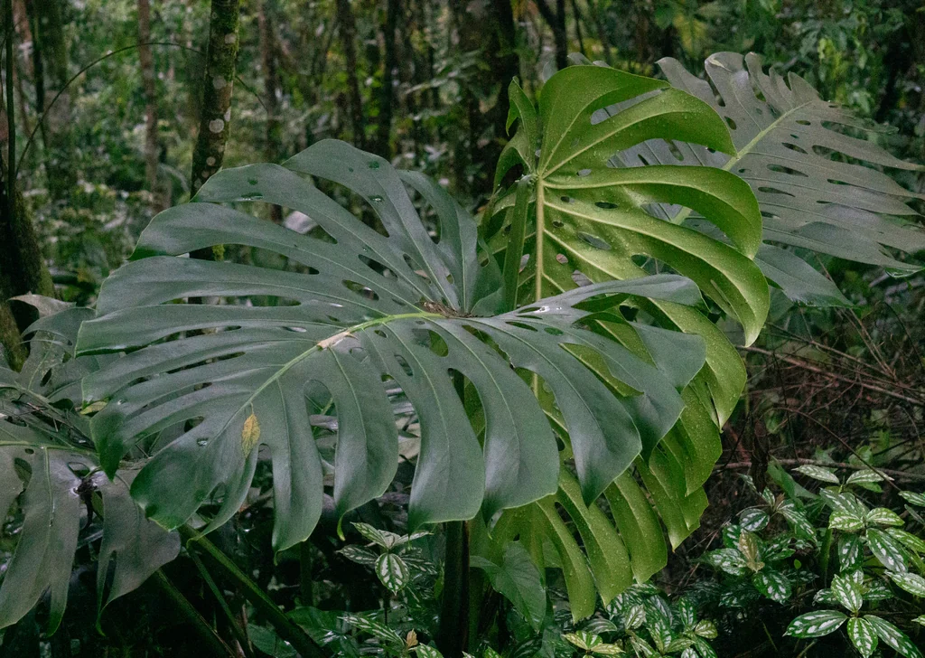 Monstera deliciosa
