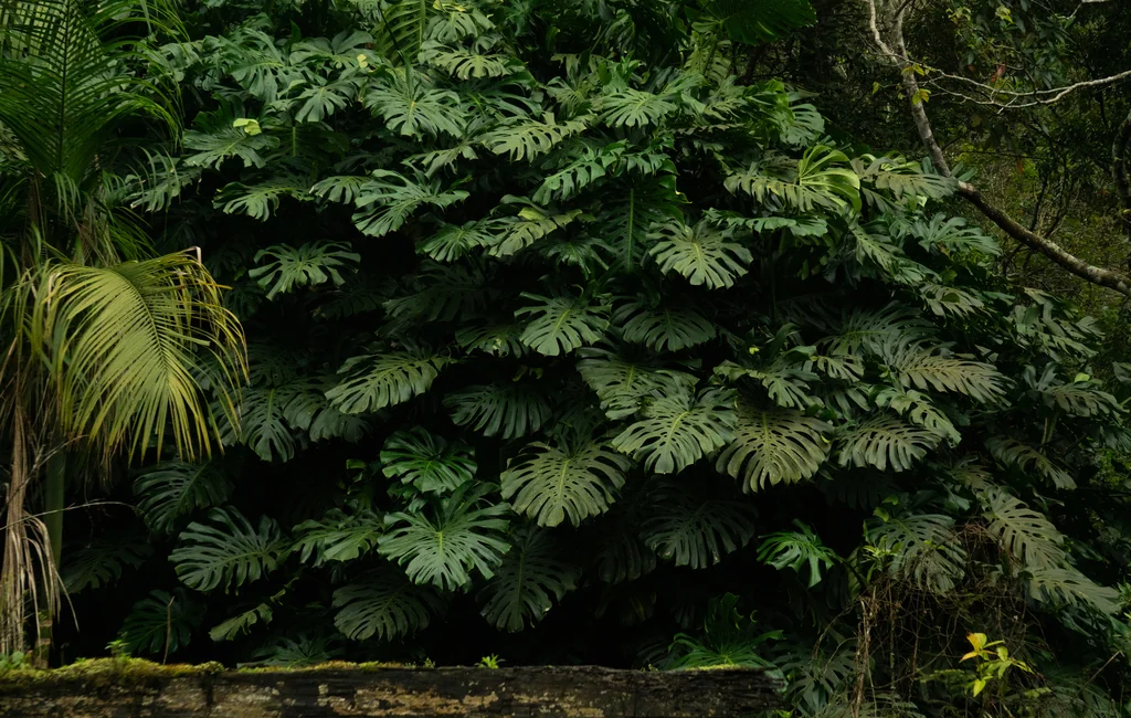 Monstera deliciosa