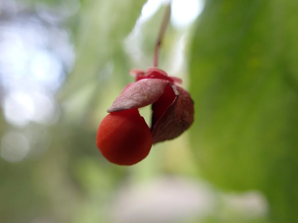 Euonymus Occidentalis